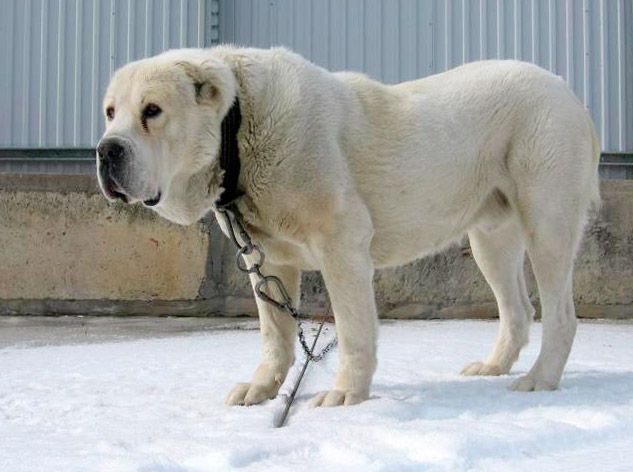 Познавательный рейтинг из 10 самых агрессивных пород собак во всем мире