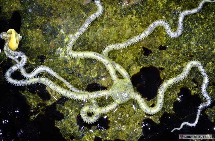 Amphiura stepanovi