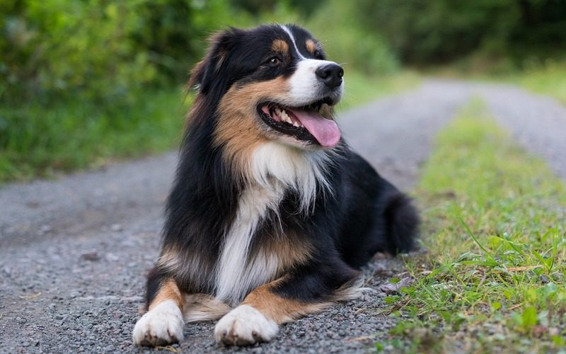 20 пастушьих пород собак