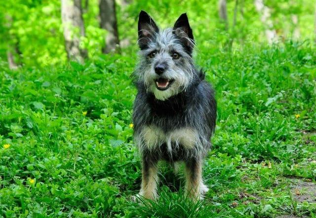Австралийский терьер - вид спереди