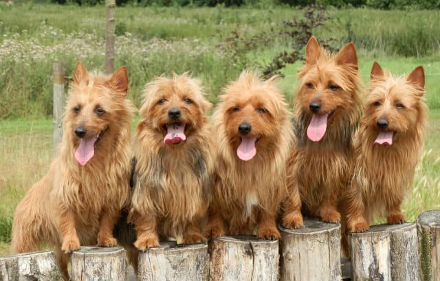 Австралийский терьер - дрессировка
