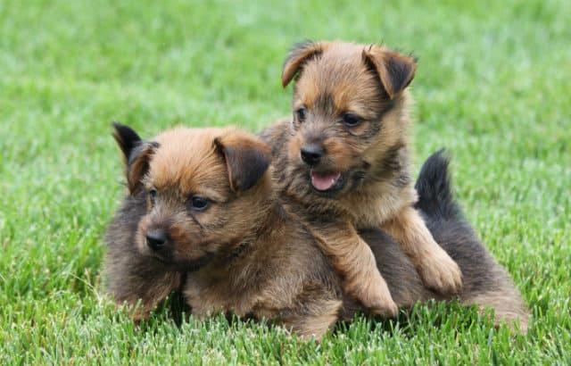 Австралийский терьер - выбор щенка