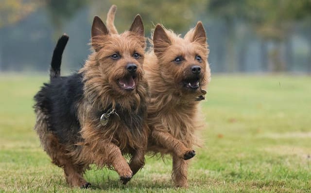 Австралийский терьер на прогулке