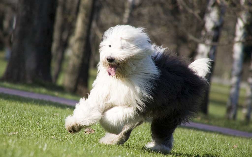 20 пастушьих пород собак