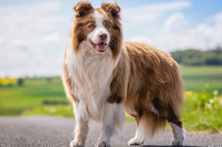 20 пастушьих пород собак