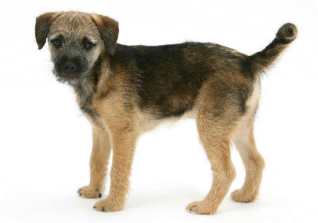 Бордер-терьер – выбор щенка