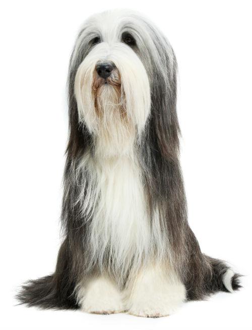 Бородатый колли - шерсть