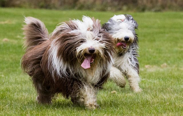 Бородатый колли - активная прогулка