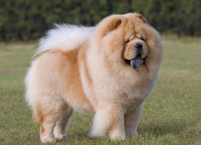 Чау-чау кремового окраса