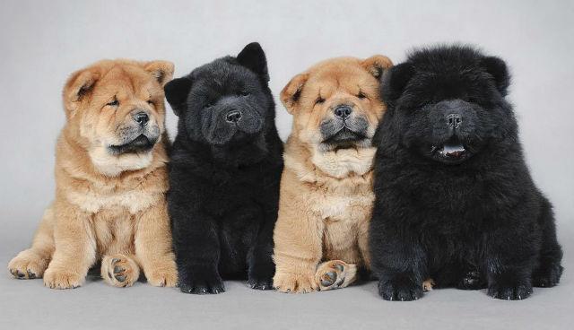 Чау-чау - щенки