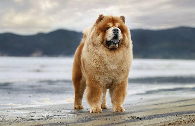 Чау-чау - внешний вид