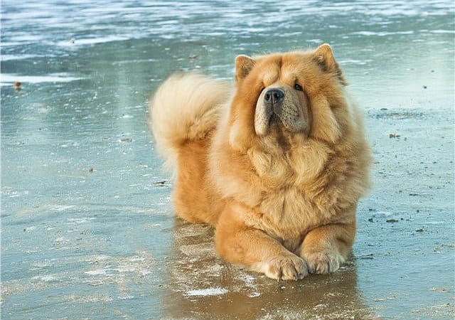 Чау-чау - дрессировка и воспитание