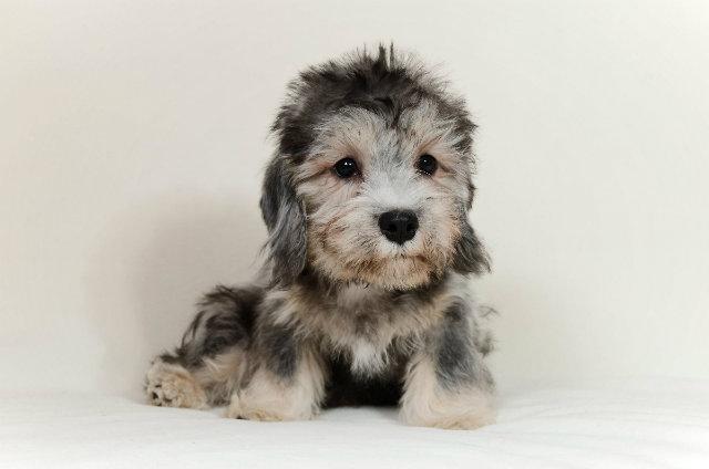 Денди-динмонт-терьер - щенок