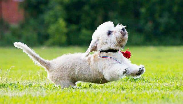 Денди-динмонт-терьер на прогулке