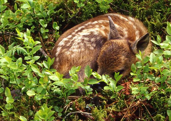 Детеныш европейской косули (Capreolus capreolus) Детеныш европейской косули фото (Capreolus capreolus)