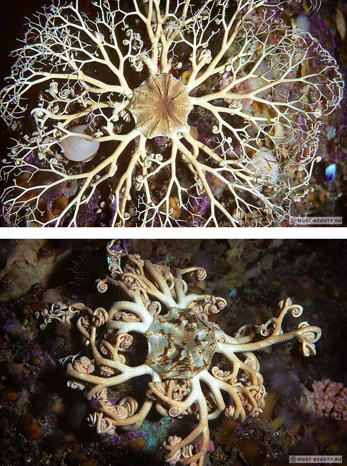 Офиуры и змеехвостки: Gorgonocephalus arcticus. СС0