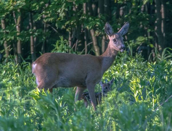 Косуля и ее детеныш (Capreolus capreolus) Косуля и ее детеныш фото (Capreolus capreolus)