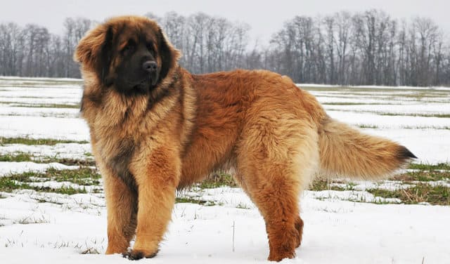 10 лучших пород - Леонбергер