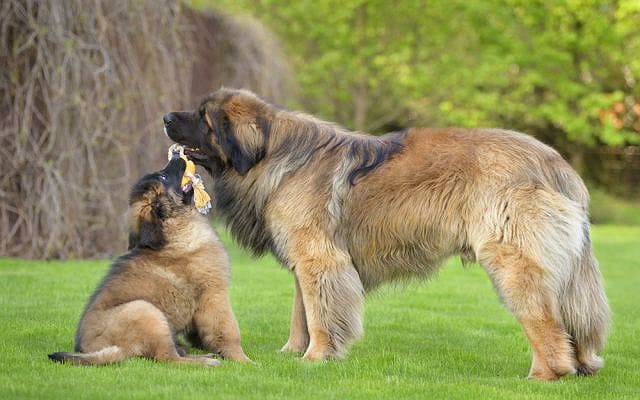Самая крупная порода собак - леонбергер