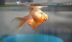 Золотая вверх брюхом