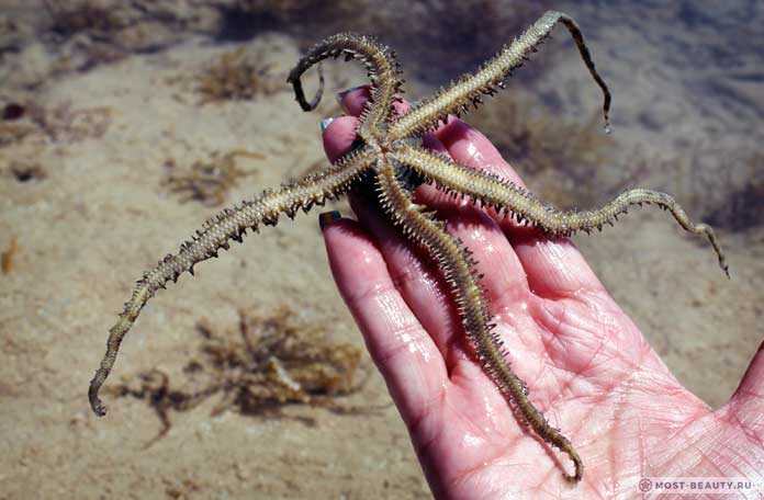 Наименование Ophiura. СС0