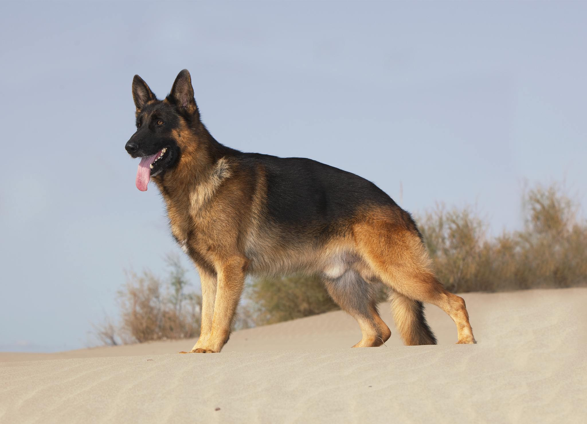 20 пастушьих пород собак