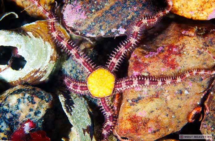 Удивительные Офиуры