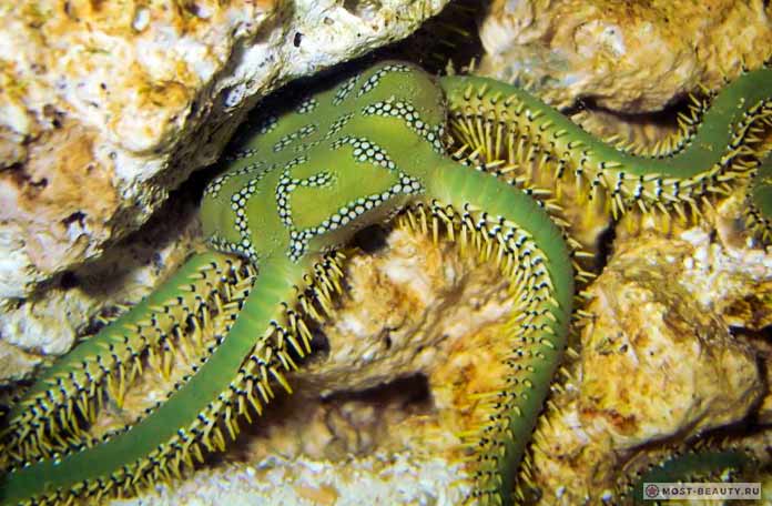 Оphiarachna incrassata