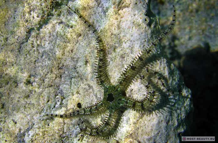 Ophiocoma sp. СС0