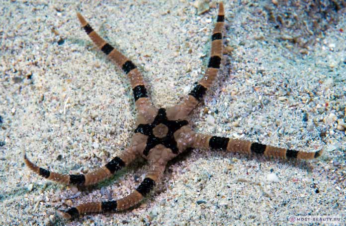Ophiolepis superba. CC0