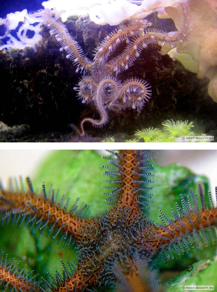 Офиуры и змеехвостки: Ophiomastix annulosa