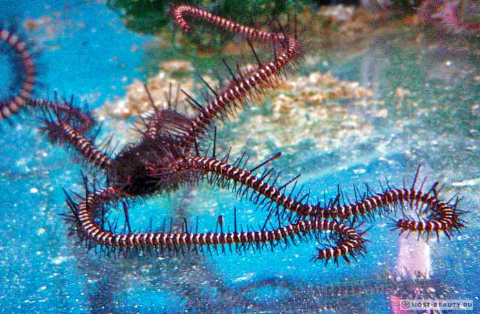 Офиуры и змеехвостки: Ophiomastix janualis