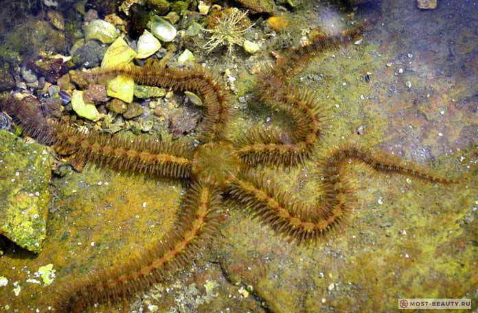 Офиуры и змеехвостки: Ophiothrix fragilis