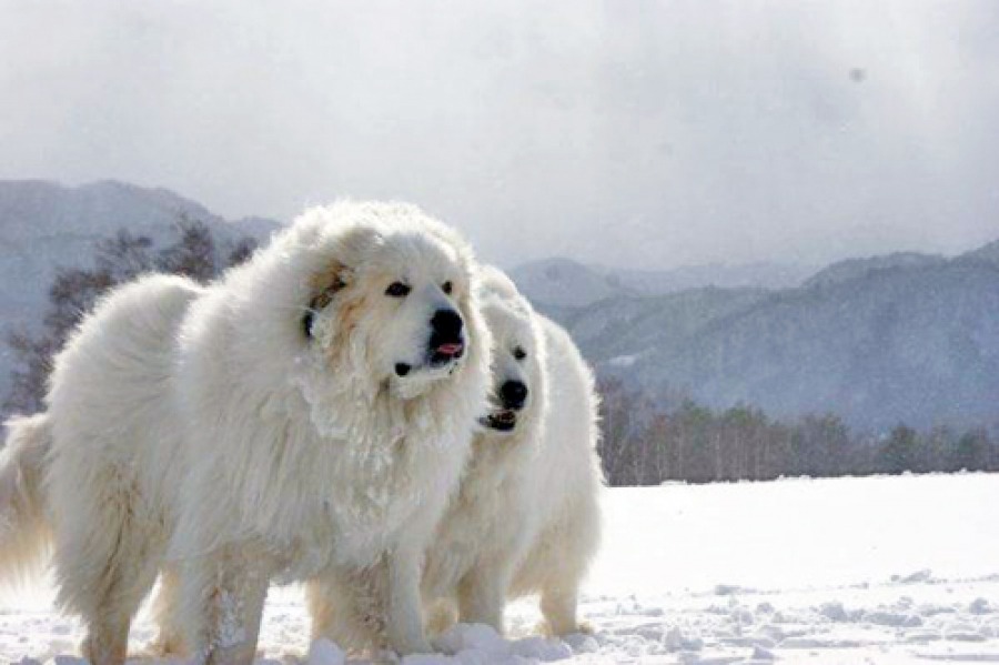 20 пастушьих пород собак