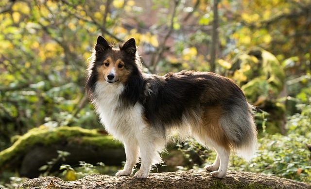 20 пастушьих пород собак