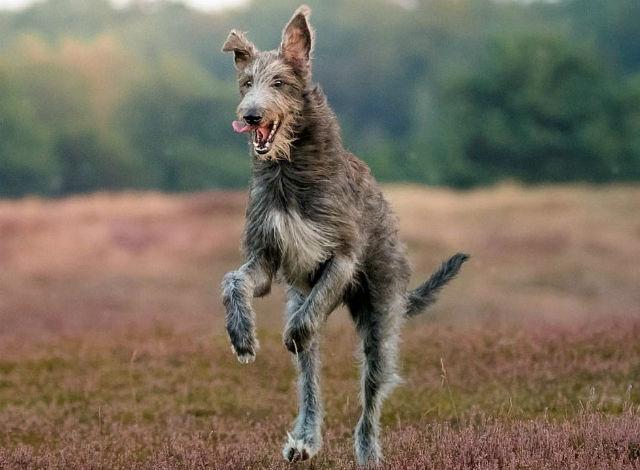 10 крупнейших пород собак - шотландский дирхаунд