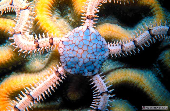 Офиуры и змеехвостки: Санитары морского дна. СС0