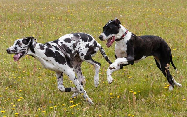 Сколько лет живут доги - физические нагрузки