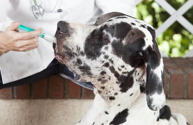 Сколько лет живут доги - лечение и профилактика болезней