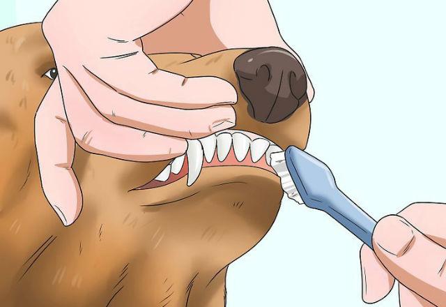 Сколько лет живут доги - уход за зубами