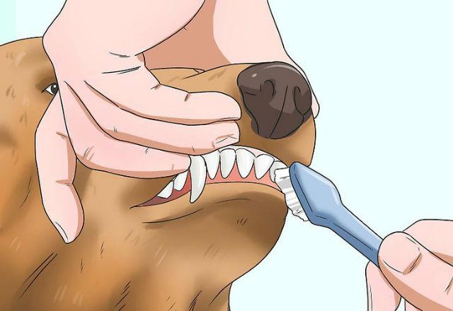 Щенок немецкой овчарки - чистит зубы