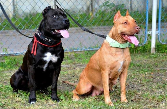 Содержание питбуля – приучаем его пользоваться ошейником и поводком