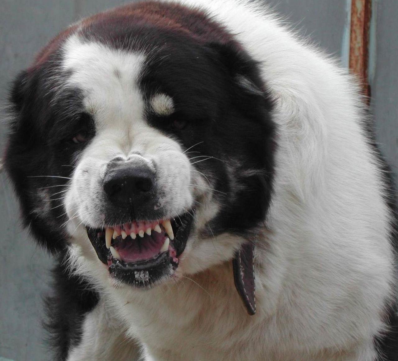 Познавательный рейтинг из 10 самых агрессивных пород собак во всем мире