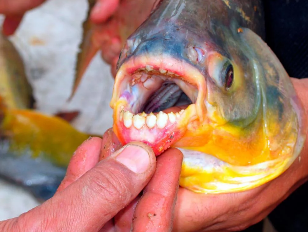 Паку Зловещая 30-ка