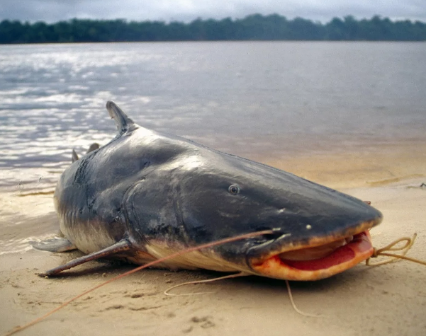 Сом Пираиба Зловещая 30-ка самые опасные рыбы Мира