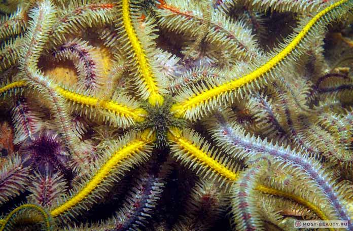 Змеехвостка