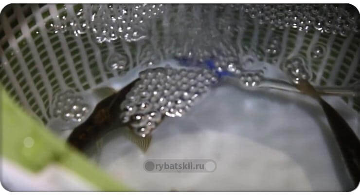 Пузырьки в воде из аэратора