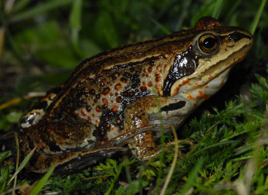 Животные Тайги