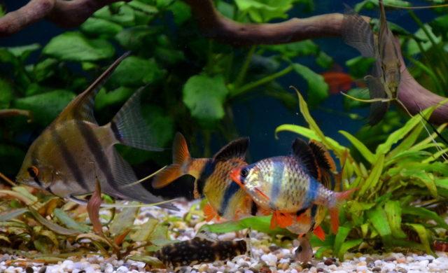 Скалярии и барбусы Скалярии и барбусы