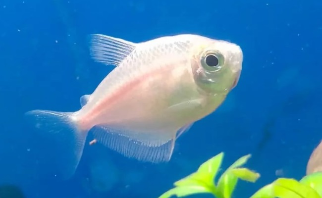 белая тернеция